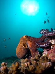 Octopus walking along reef. Olympus 5050, Inon WAL, singl... by Kristin Anderson 